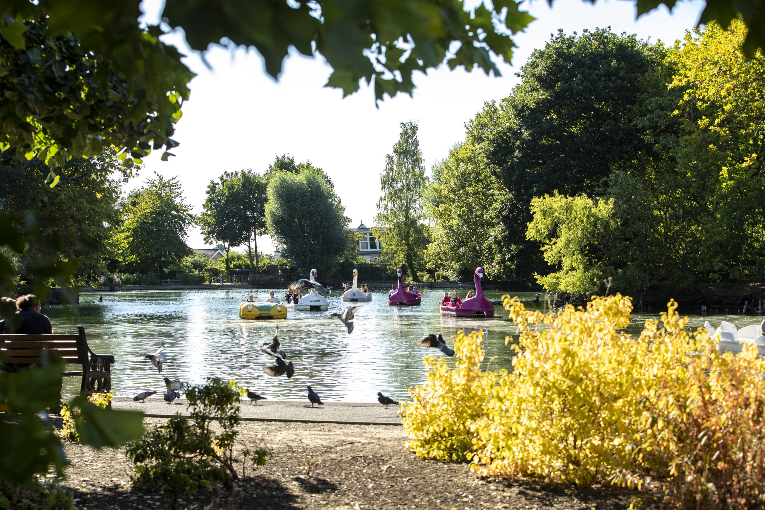 Duck pond on a sunny day with pedalo and swan boats.